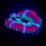 Berrylicious Asian Acan