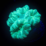 Teal Trumpets