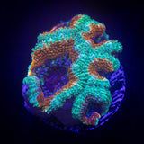 Banana Boat Acan
