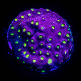 Bling Bling Cyphastrea