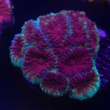 Blue Rim Favia