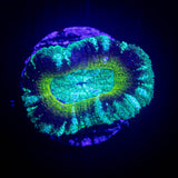 Swamp Thing Asian Acan