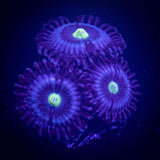 Blue Lagoon Zoas