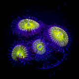 Frozen Apple Zoas