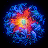 Ultra Rock Flower