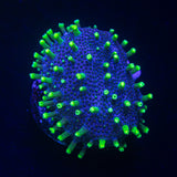 Neon Polyp Toadstool
