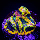 Yellow Submarine Favia
