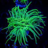 Blue Tip Torch