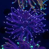 Pink Tip Torch