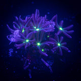 Daisy Clove Polyps