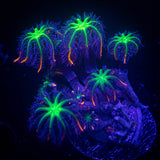 Firework Clove Polyps