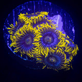 Smurfette Zoas