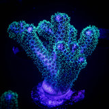Pocillopora