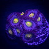 WWC AOI Zoas