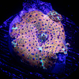 Polka Dot Discosoma