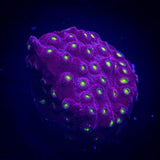 Bling Bling Cyphastrea