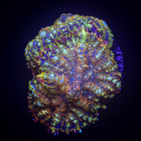 Crimson Tide Rhodactis