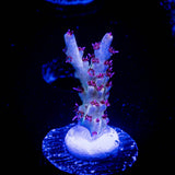 Gregs Unicorn Acro