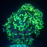Toxic Aussie Hammer FAT