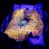 Polka Dot Discosoma