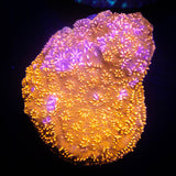Orange Pavona