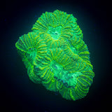 Toxic Green Favia