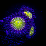 Frozen Apple Zoas