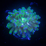 Blue Tip Frogspawn