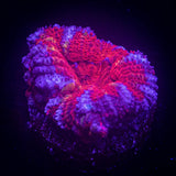 Purple Rim Acan