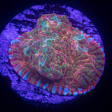 LRO Rainbow Convict Chalice
