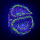 Green Ring Acan