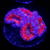 Rainbow Acan