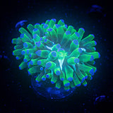Blue Tip Frogspawn