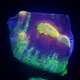 LRO Yellow Eye Mycedium HOT