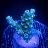 LRO Teal Latistella