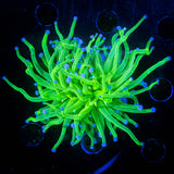 Blue Tip Torch