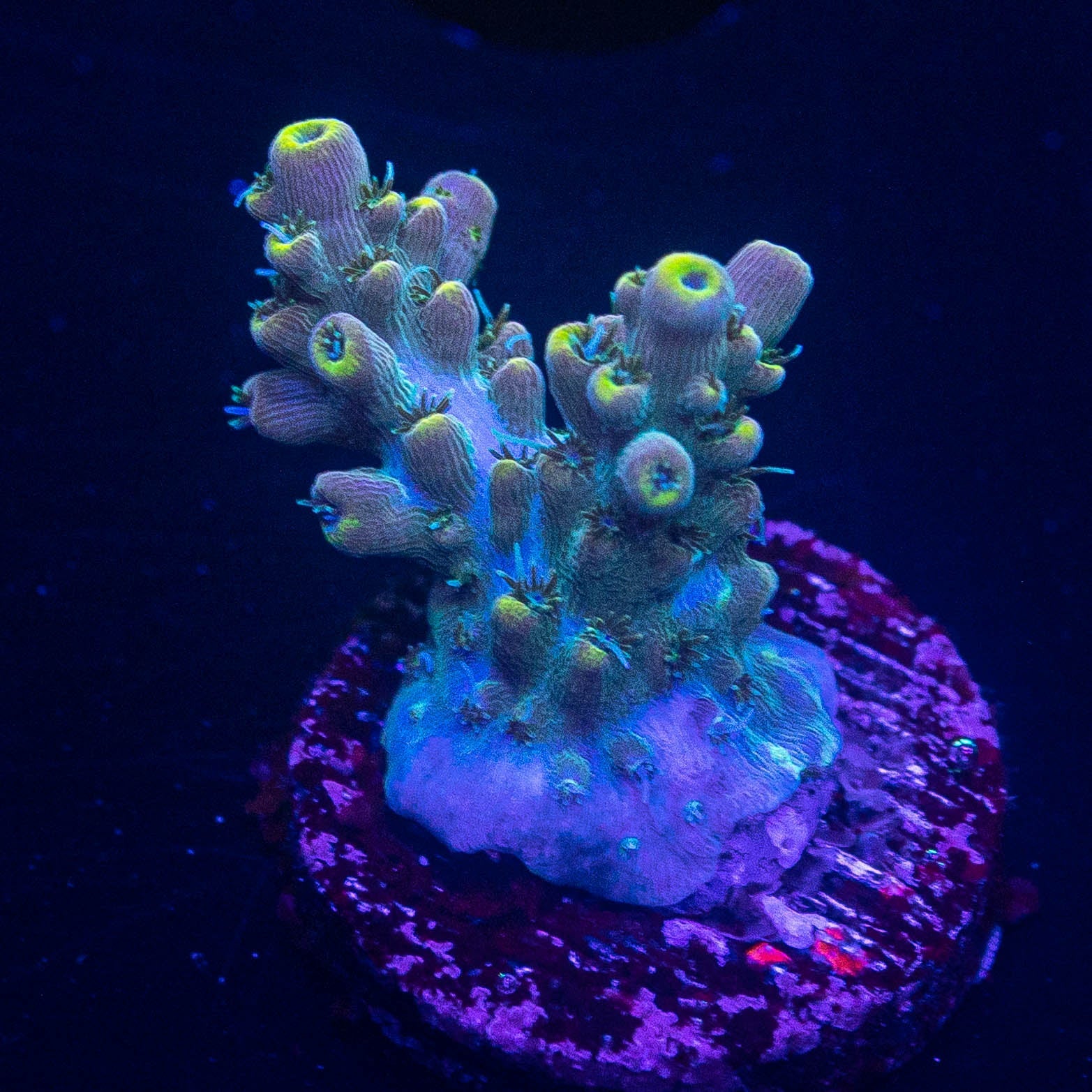 LRO Teal Latistella Coral For Sale | Living Reef Orlando