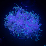 Blue Goni