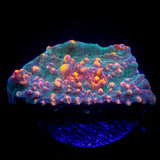 LRO Fukushima Chalice