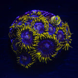 Smurfette Zoas