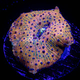 Polka Dot Discosoma