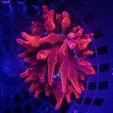 Black Widow Anemone