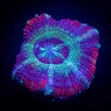 LRO Berrylicious Asian Acan