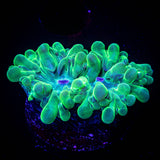Pearl Bubble Coral