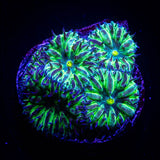 Blue Moon Blasto