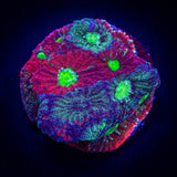 Grafted War Coral