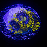 Smurfette Zoas
