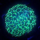 Teal Aussie Branching Hammer BIG HEAD