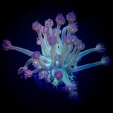 LRO Snozzberry Goni