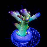 LRO Buzz Lightyear Acro